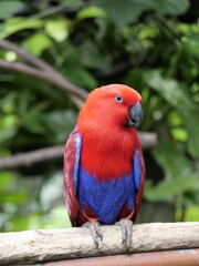 one of the animals in the zoo for education