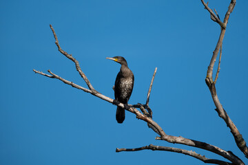 Un grand cormoran perch&eacute; sur une branche