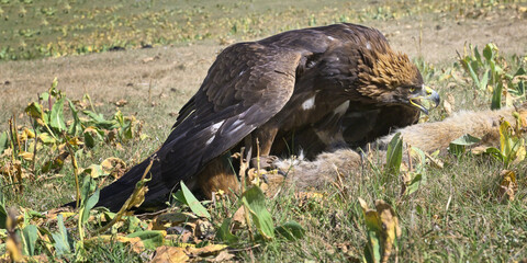 Golden Eagle (Aquila chrysaetos) on a prey, Song kol lake, Naryn region, Kyrgyzstan