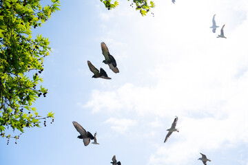 空を飛ぶカモメと鳩