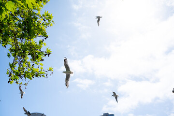 空を飛ぶカモメと鳩