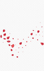 Red Rose Japan Vector Transparent Background.