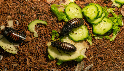 Madagascar cockroach in a terrarium close-up