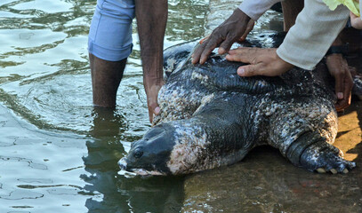Some people are petting rare species of turtles by lifting them out of the water. Nilssonia...