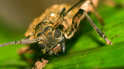 Beatle,  Tropical Rainforest, Napo River Basin, Amazonia, Ecuador, South America, America