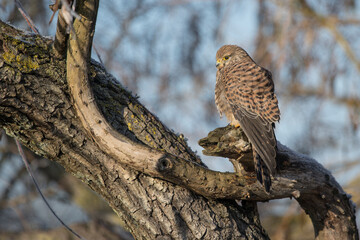 Kestrel sitting on old dead tree