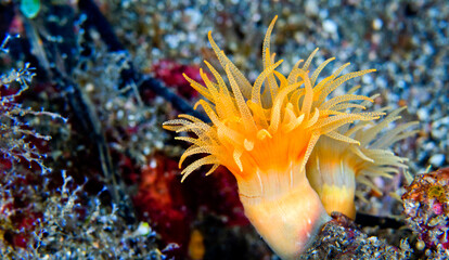 Encrusting Sea Anemone, Coral Reef, Lembeh, North Sulawesi, Indonesia, Asia