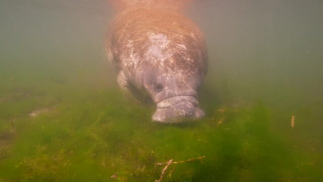 Super Slow Motion 4K 120fps: Manatee in the King's Bay, Crystal River, Florida, United States