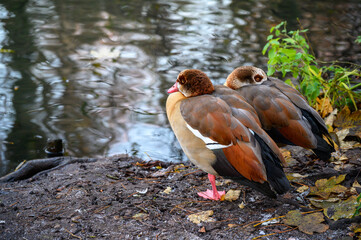 Two Egyptian geese stand by a lake on a cold winter's day. Kelsey Park, Beckenham, Kent, UK....