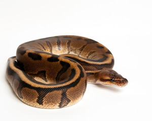 Genetic Stripe Ball Python on White Background