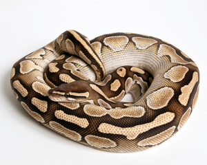 Lesser Ball Python