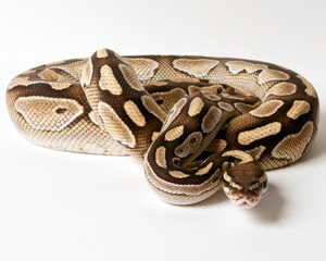 Fototapeta premium Lesser Ball Python