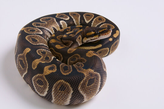 Chocolate Ball Python