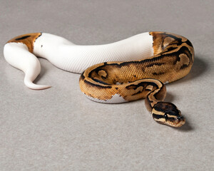 Pied Ball Python