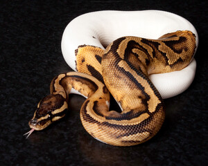 Pied Ball Python