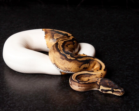 Pied Ball Python