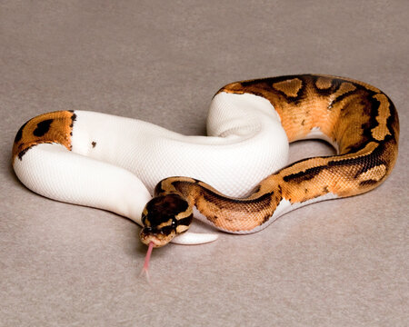 Pied Ball Python