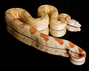 Albino Red Tailed Boa