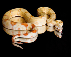 Albino Red-Tailed Boa Reflection