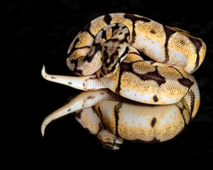 Bumblebee Ball Python Reflection