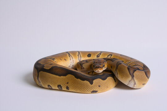 Clown Ball Python