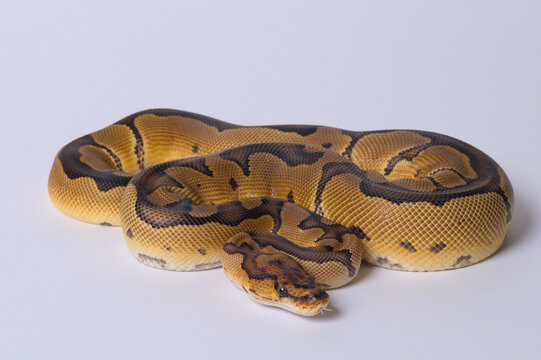 Clown Ball Python Tongue