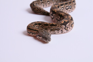 Dumeril's Boa