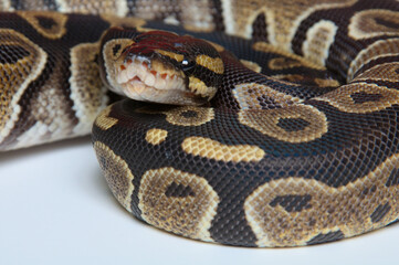 Chocolate Ball Python Portrait