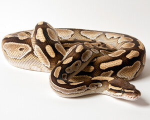 Lesser Ball Python Portrait