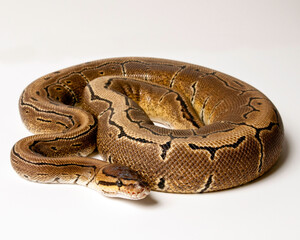 Pinstripe Ball Python Portrait