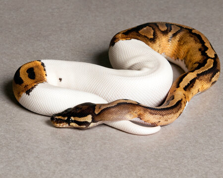 Pied Ball Python Beige Background