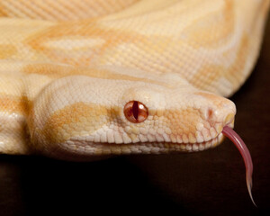 Albino Red-Tailed Boa Closeup Tongue Flick