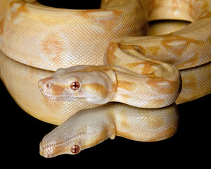 Albino RedTailed Boa Reflection