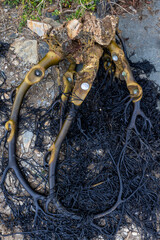 Alga Durvillaea Antarctica (also known as Cochayuyo and Bull Kelp) drying at the coast of Pichilemu, Chile