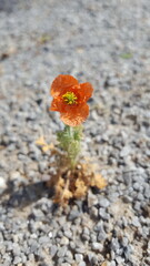 Kleine Mohnblume wächst auf Schotter Steinen