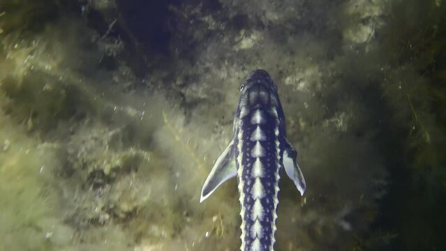 The camera follows a Danube sturgeon or Russian sturgeon (Acipenser gueldenstaedtii) swimming against a background of algae-covered rocks, top view, medium shot.