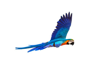 Colorful flying parrot isolated on transparent background.