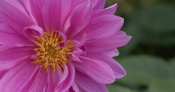 a pink flower swaying in the wind. a pink dahlia flower swaying in the wind. macro flower shooting. 6K Shooting
