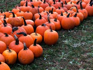 pile of bright orange autumn pumpkins sitting on green grass