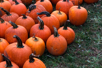 pile of bright orange autumn pumpkins sitting on green grass
