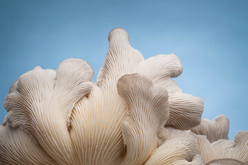 Oyster mushroom from the bottom looking into the gills - obrazy, fototapety, plakaty