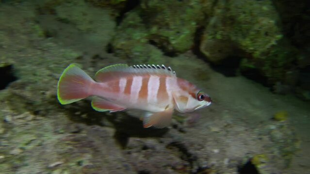 Blacktip Grouper (Epinephelus fasciatus) swims past the camera, night dive, night scene.