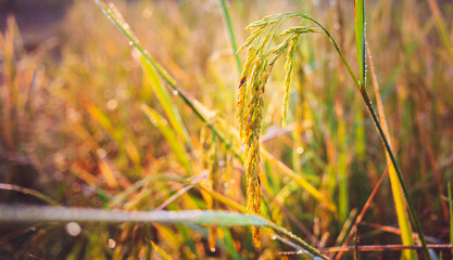 Agriculture golden yellow rice ear of rice growing in a rice field to wait for the harvest paddy...