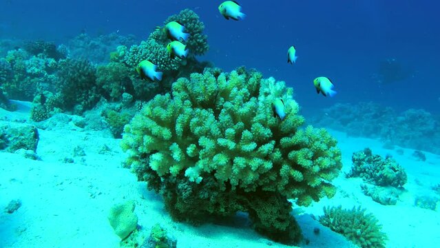 A flock of Marginate dascyllus (Dascyllus marginatus) comes out of a bush of hard coral,  then fish hide there, medium shot. 