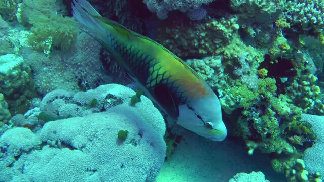A brightly colored Sling-jaw wrasse (Epibulus insidiator) swims slowly against a coral reef, medium shot. 