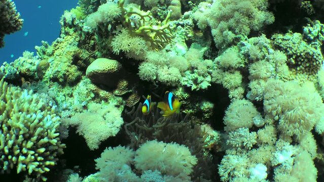 A pair of Twoband anemonefish (Amphiprion bicinctus) slowly swim near their sea anemone, wide shot.