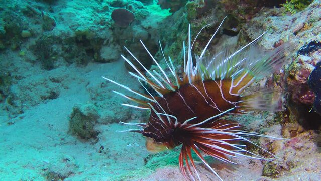 A dark red Radial firefish or Clearfin lionfish (Pterois radiata) lies on a rock, slowly moving its fins.