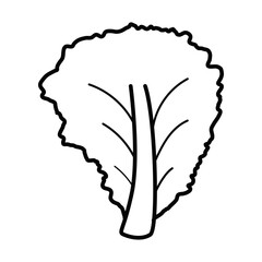 Outline Lecttuce Fresh Vegetables Vectors Illustration