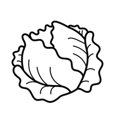 Outline Cabbage Fresh Vegetables Vectors Illustration