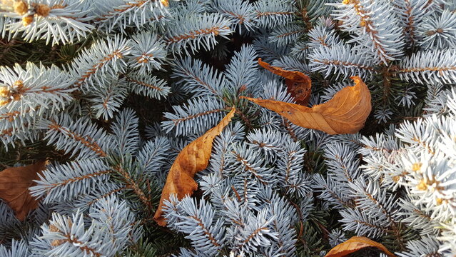 Textur Zweig Blautanne dazwischen oranges Laub
Herbststimmung